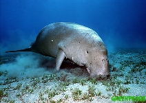 Dugong