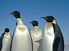 Emperor penguins in Antarctica