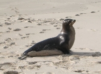 Galapagos Seelöwe