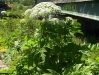 Giant Hogweed