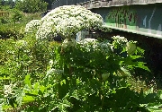 giant hogweed