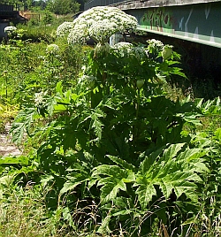 giant hogweed