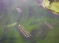 Harmful Algae Bloom affecting Salmon Cages