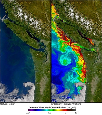 Toxic algal bloom off Washington