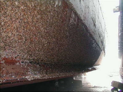 hull fouling