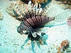 Lionfish