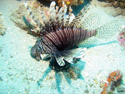 Red Lionfish