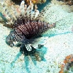 Red Lionfish