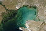 Harmful Algal Blooms