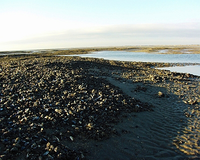 Blue mussel bed