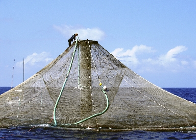 Parcs à poissons