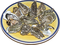 Oysters on a plate