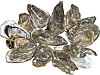 Pacific Oysters