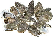 pacific oysters