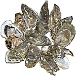 Pacific Oyster