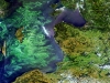 A colourful summer marine phytoplankton bloom