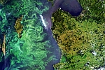 phytoplankton bloom