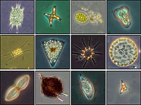 Phytoplankton