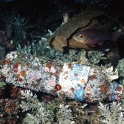 Bouteille en plastique au fond de l'océan