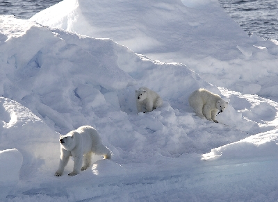 polar bear family