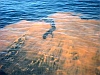 Red tide in Mexico