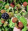 Himalayan Blackberry