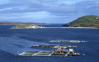 Salmon farm