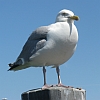 sea bird