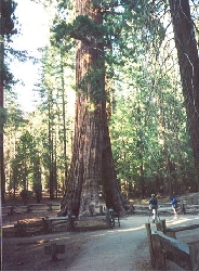 Sequoiadendron giganteum