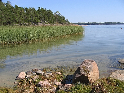 Kleinräumige Algenblüte