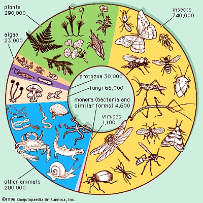 Approximate numbers of described, or named, species, divided into major groupings