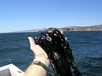 tar found floating on sea surface