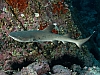 Whitetip shark