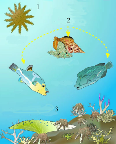 Complex Ecological relations