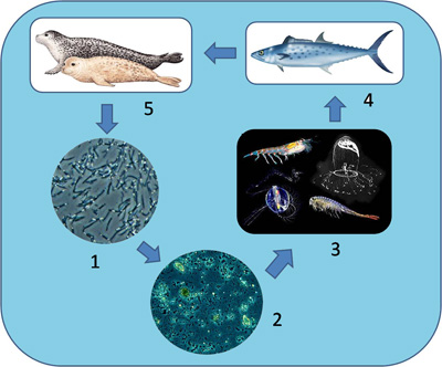 Pelagic Food Chain