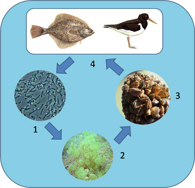 Benthic Food Chain