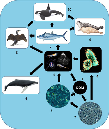 Microbial loop