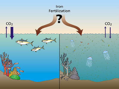 Iron fertilization