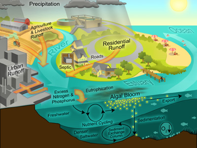 Nutrients in the coastal zone