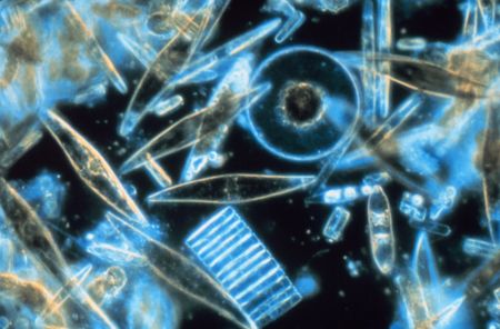 Marine Phytoplankton