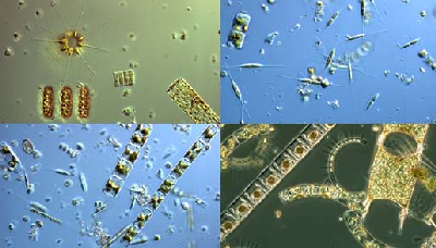 diatoms