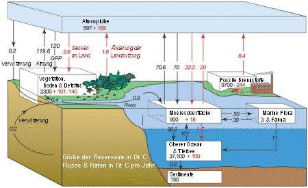 carbon cycle