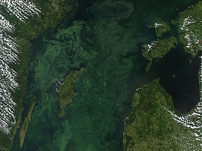 Summer bloom in the Baltic Sea