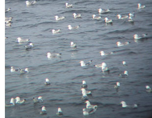 gulls