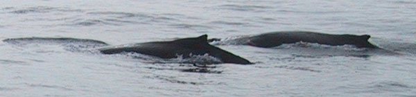 Humpback whales