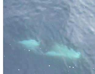 orca with seal