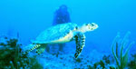 Sea Turtle