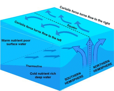 Schematische voorstelling van de equatoriale opwelling