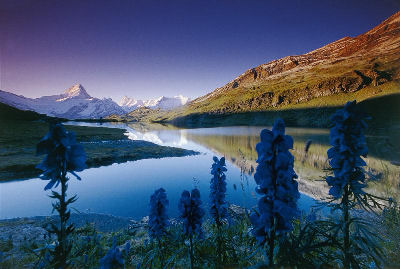 Bachalpsee in de Zwitserse Alpen