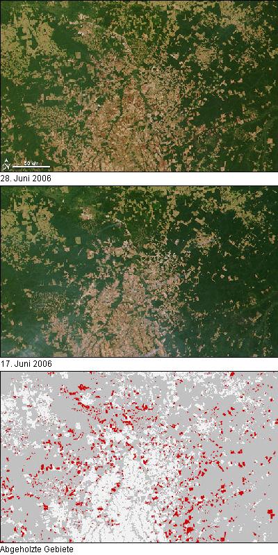 Deforestation in Brazil